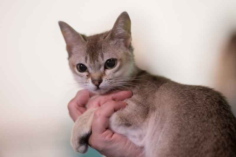 &quot;Зважений і пухнастий&quot;: кот Кекс выиграл битву гигантов на выставке в Киеве